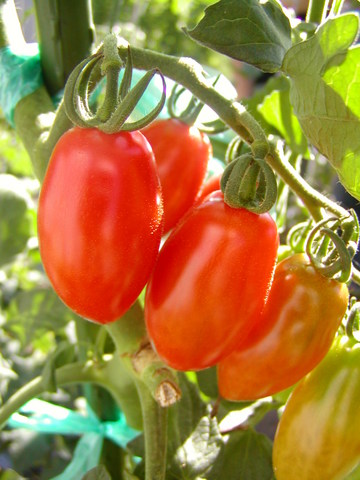 tomato-italian