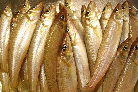 Whiting or Smelt-Whiting