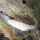 Seasonal Fishes 19: Bora/Mullet