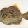 Seasonal Fishes 7: Kawahagi/Thread-sail Filefish