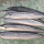 Japanese Seasonal Fish: Sanma/Mackerel Pike