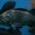 Japanese Fish Species 10: Black Rock Fish-Kuro Soi-
