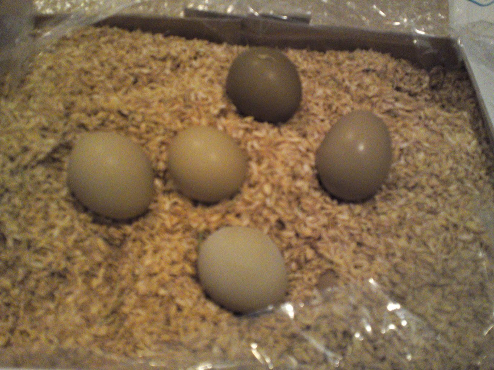 Сколько сидят фазаны. Инкубация охотничьего фазана. Самка фазана яйца. Золотой фазан яйца. Фазан охотничий яйцо.